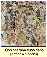 Coniocarpon cuspidans (Arthonia elegans)