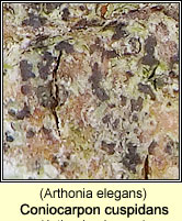 Coniocarpon cuspidans (Arthonia elegans)