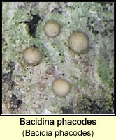 Bacidina phacodes  (Bacidia phacodes)