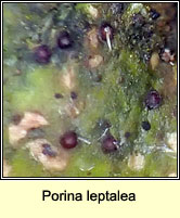 Porina leptalea