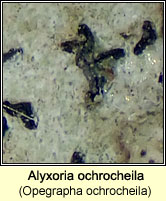 Alyxoria ochrocheila (Opegrapha ochrocheila)