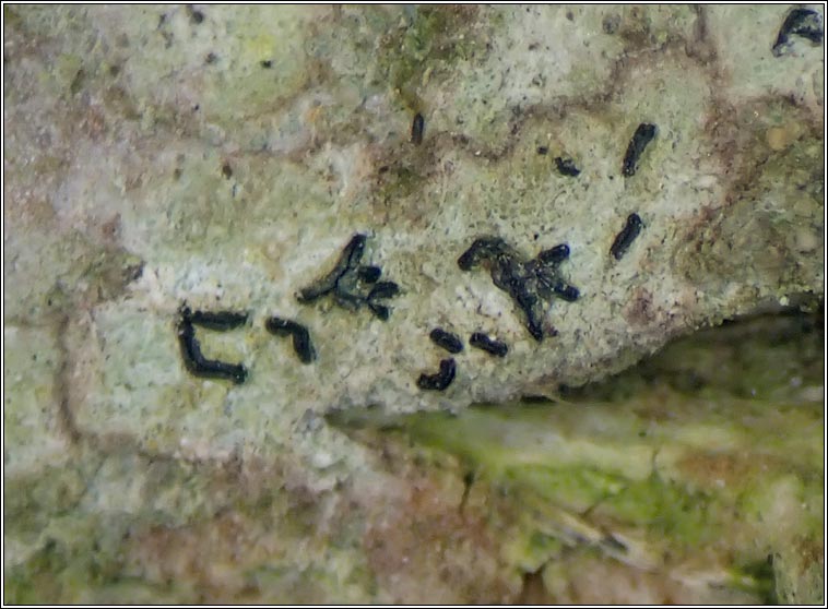 Alyxoria ochrocheila, Opegrapha ochrocheila