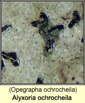 Alyxoria ochrocheila (Opegrapha ochrocheila)