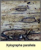 Xylographa parallela