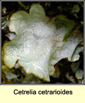 Cetrelia cetrarioides