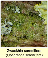 Zwackhia sorediifera (Opegrapha sorediifera)