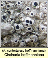 Circinaria hoffmanniana, A contorta subsp hoffmanniana