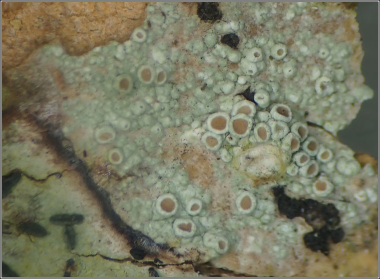 Lecanora chlarotera sens str
