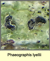 Phaeographis lyellii