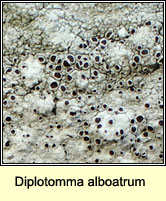 Diplotomma alboatrum