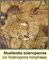 Muellerella solenopsorae on Solenopsora holophaea
