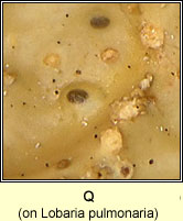 Q on Lobaria pulmonaria