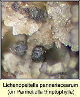 Lichenopeltella pannariacearum on Parmeliella thriptophylla
