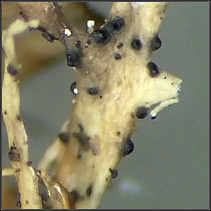 Abrothallus suecicus (anamorph)