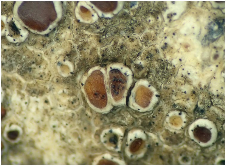 Spirographa fusisporella s. lat