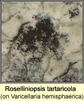 Roselliniopsis tartaricola on Varicellaria hemisphaerica
