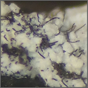 Roselliniopsis tartaricola