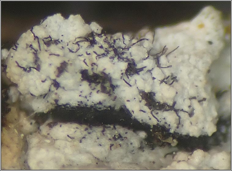 Roselliniopsis tartaricola