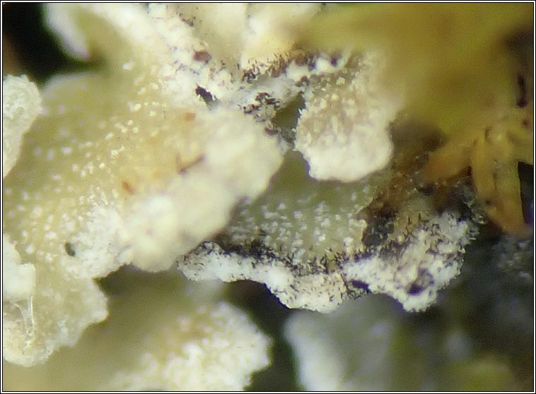 Talpapellis beschiana