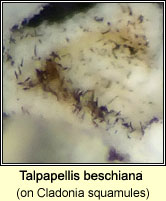 Talpapellis beschiana on Cladonia squamules