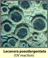 Lecanora pseudargentata