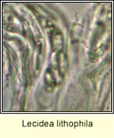 Lecidea lithophila, ascus and spores