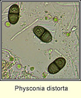 Physconia distorta, spores