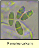 Ramalina calicaris