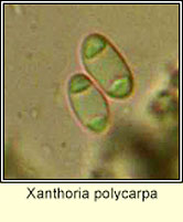 Xanthoria polycarpa, ascospores
