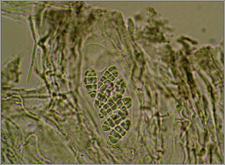 Rhizocarpon reductum, ascospores