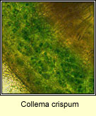 Collema crispum