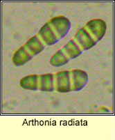 Arthonia radiata, spore