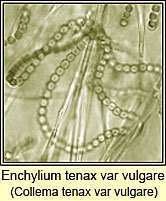 Collema tenax var vulgare, thallus, nostic chains