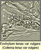 Collema tenax var vulgare, ascus and spores