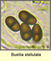 Buellia stellulata, ascospore