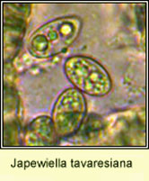 Japewiella tavaresiana, spores