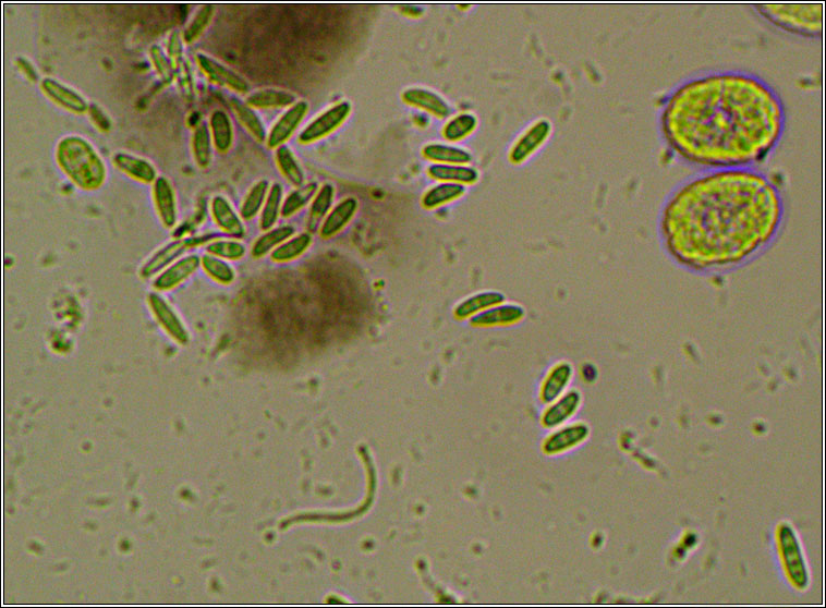 Dimerella lutea, ascus and spores