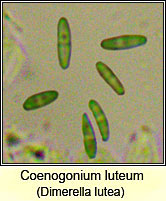 Dimerella lutea, ascus and spores