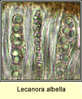 Lecanora albella, micro photo