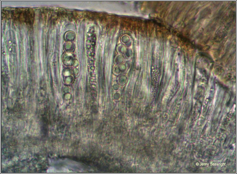 Lecanora albella, asci and spores