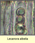 Lecanora albella, micro photo, spores