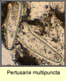 Pertusaria multipuncta, ascospores