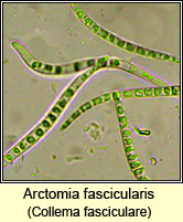 Arctomia fascicularis, Collema fasciculare