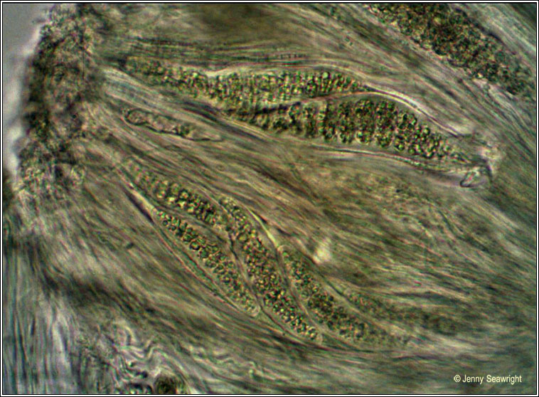 Thelotrema lepadinum, ascus and spores