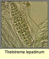Thelotrema lepadinum, microscope image