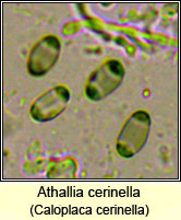 Caloplaca cerinella, ascospores