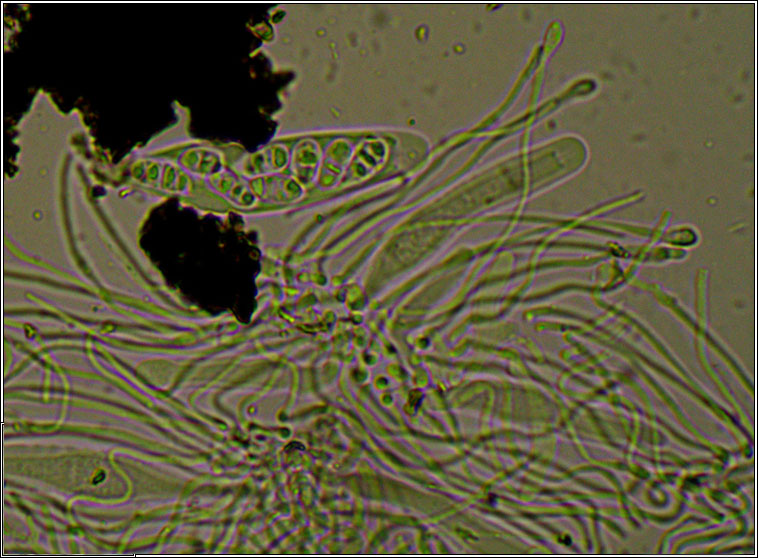 Graphina pauciloculata, ascus, spores