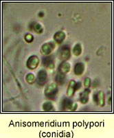 Anisomeridium polypori, conidia