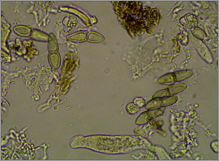 Mycoporum antecellens