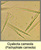 Pachyphiale carneola, ascospores